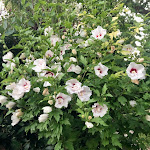 Photos de La Villa Victoria Auvergne - B&B - Chambres d'hôtes n°5