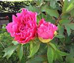 Photos de B&B Chambres d'hotes de charme Le Moulin du Fief Gentil n°12