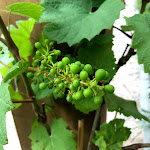 Photos de LA DORMANCE n°13