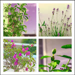 Photos de LA DORMANCE n°17