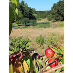 Photos de Les chats qui dorment n°14