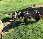 Photos de Gîte l'Air de Vendée n°4