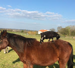Photos de Gîte l'Air de Vendée n°5