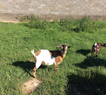 Photos de Gîte l'Air de Vendée n°6