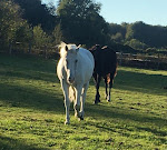 Photos de Gîte l'Air de Vendée n°9