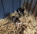 Photos de Gîte l'Air de Vendée n°10