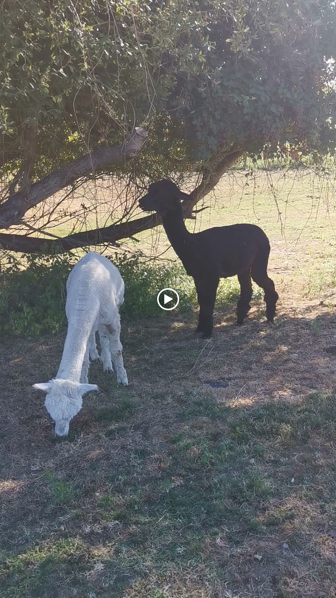Photos de Domaine du vieux chêne n°3