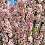 Photos de Annecy My Sweet Home n°19