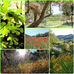 Photos de Les Logis de Paban - MACCABE Séverine n°11