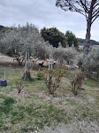 Photos de Les Oliviers de Claron n°5
