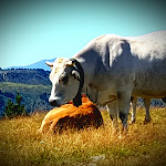 Photos de La Scierie Chambre d'hôtes n°9