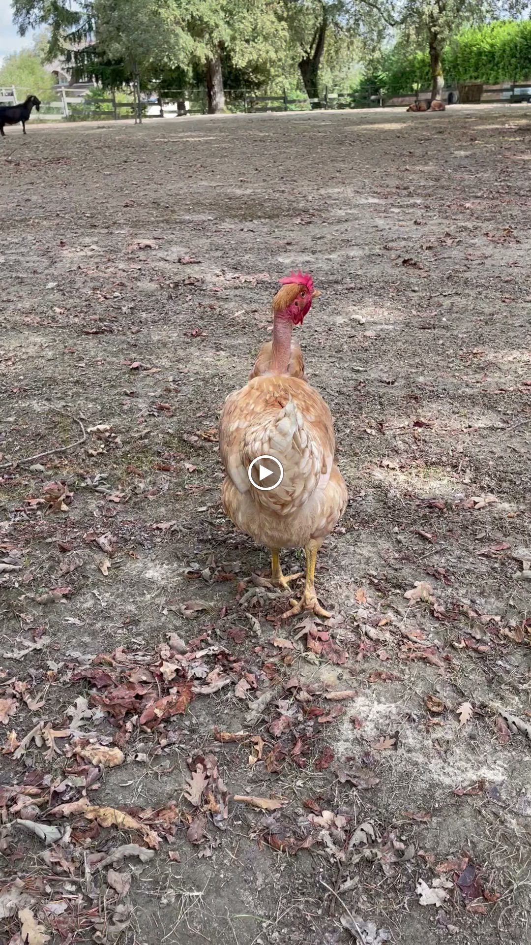 Photos de La Belle Chaumière n°2