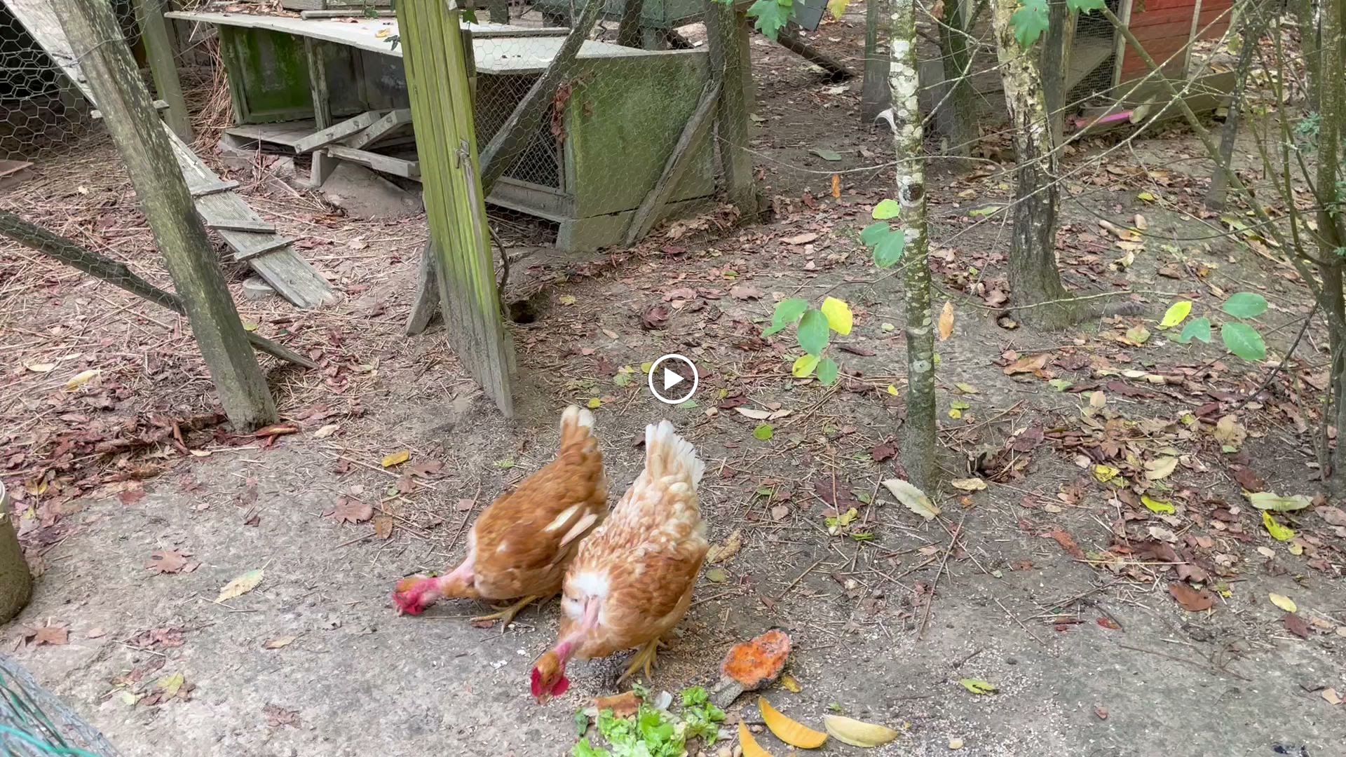 Photos de La Belle Chaumière n°8