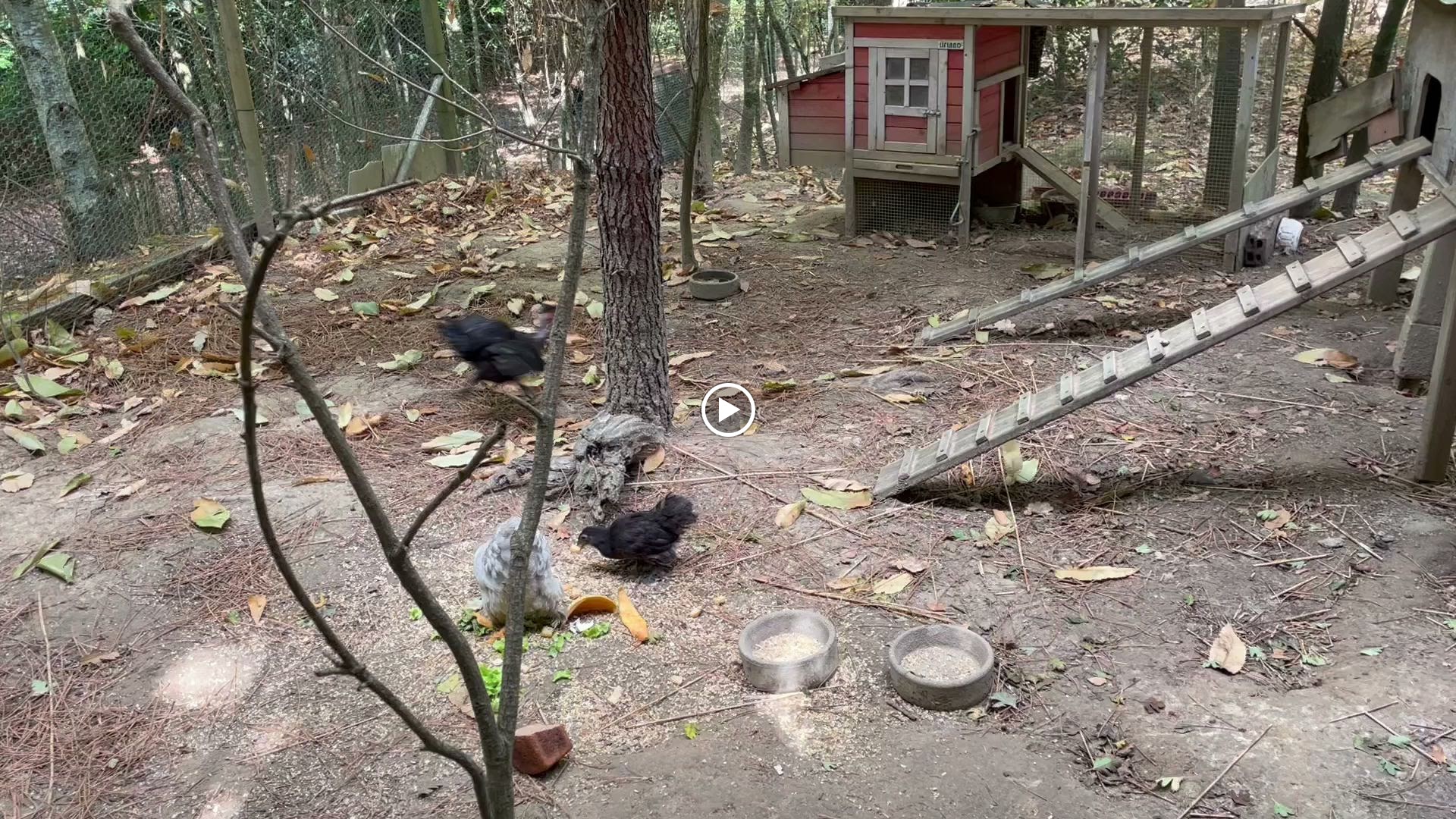 Photos de La Belle Chaumière n°18