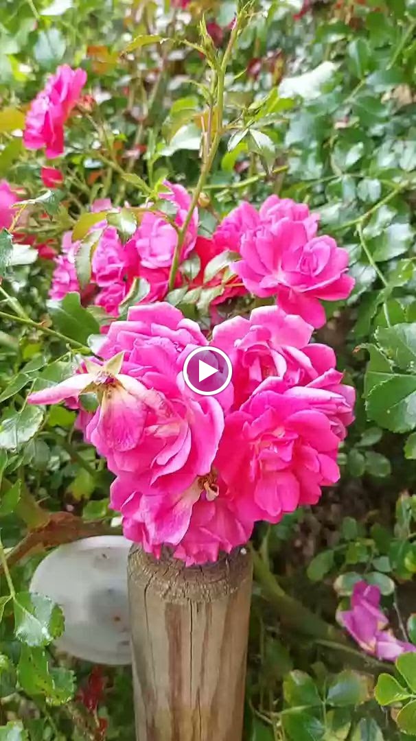 Photos de L'Orée du bois Gaubau n°17