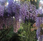 Photos de Le Jardin de Félicie n°16