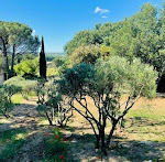 Photos de L'Ostal des Oliviers - Chambres d'Hôtes n°14